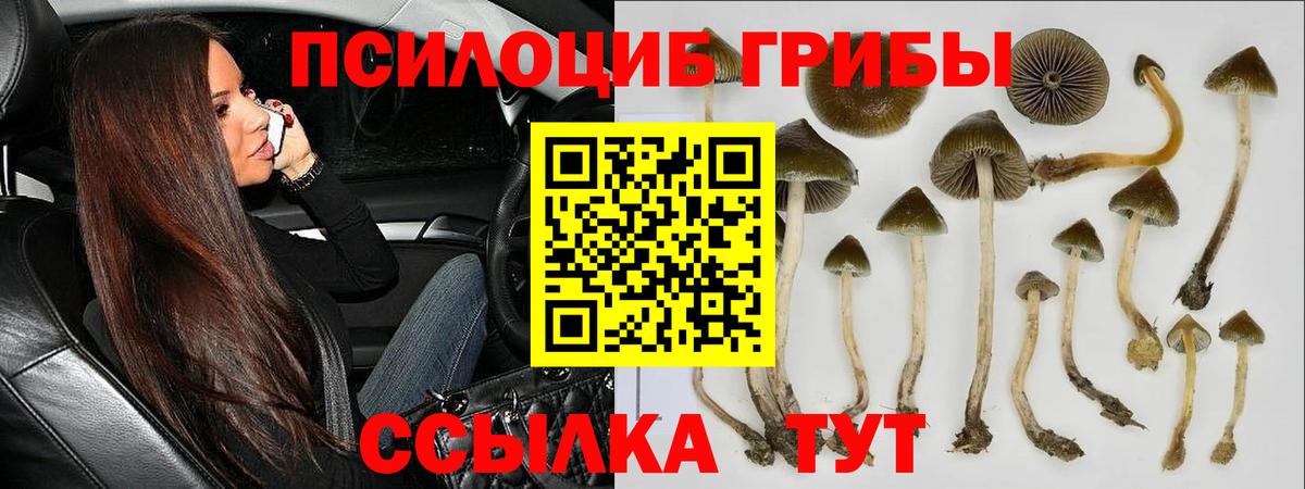 Дербент  Псилоцибиновые грибы мицелий  Вход с VPN  Галлюциногенные грибы Psilocybine cubensis 